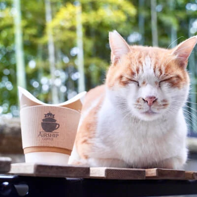 写真:猫が寝ています